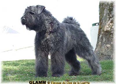 GLAMM © Elevage de bouviers des flandres du Clos de la Luette specialisé pour le bouvier des flandres Copyrigth depose